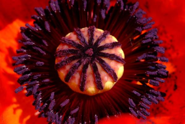 Brilliant red oriental poppy detail